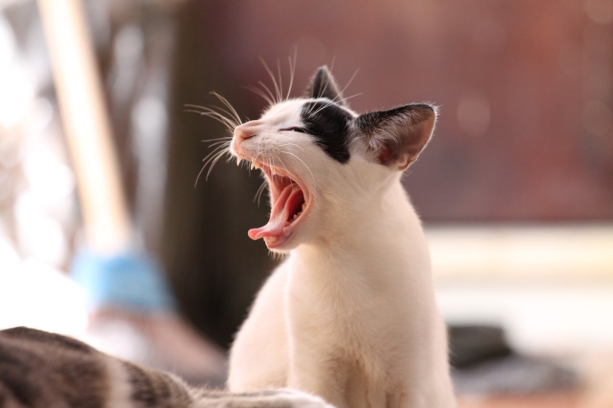 GreenEmerging's tweet image. What a nice yawn...
-
-
-
#cat #catlovers #catlife #pets #pet #happy #housecat #pussycat #satisfying #nature #animal #animallover #feline #emerginggreen #petcats #sustainability #ecofriendly #gogreen #yawn #catyawn #beautiful #focus #inthemoment #JournoRequest #PRRequest