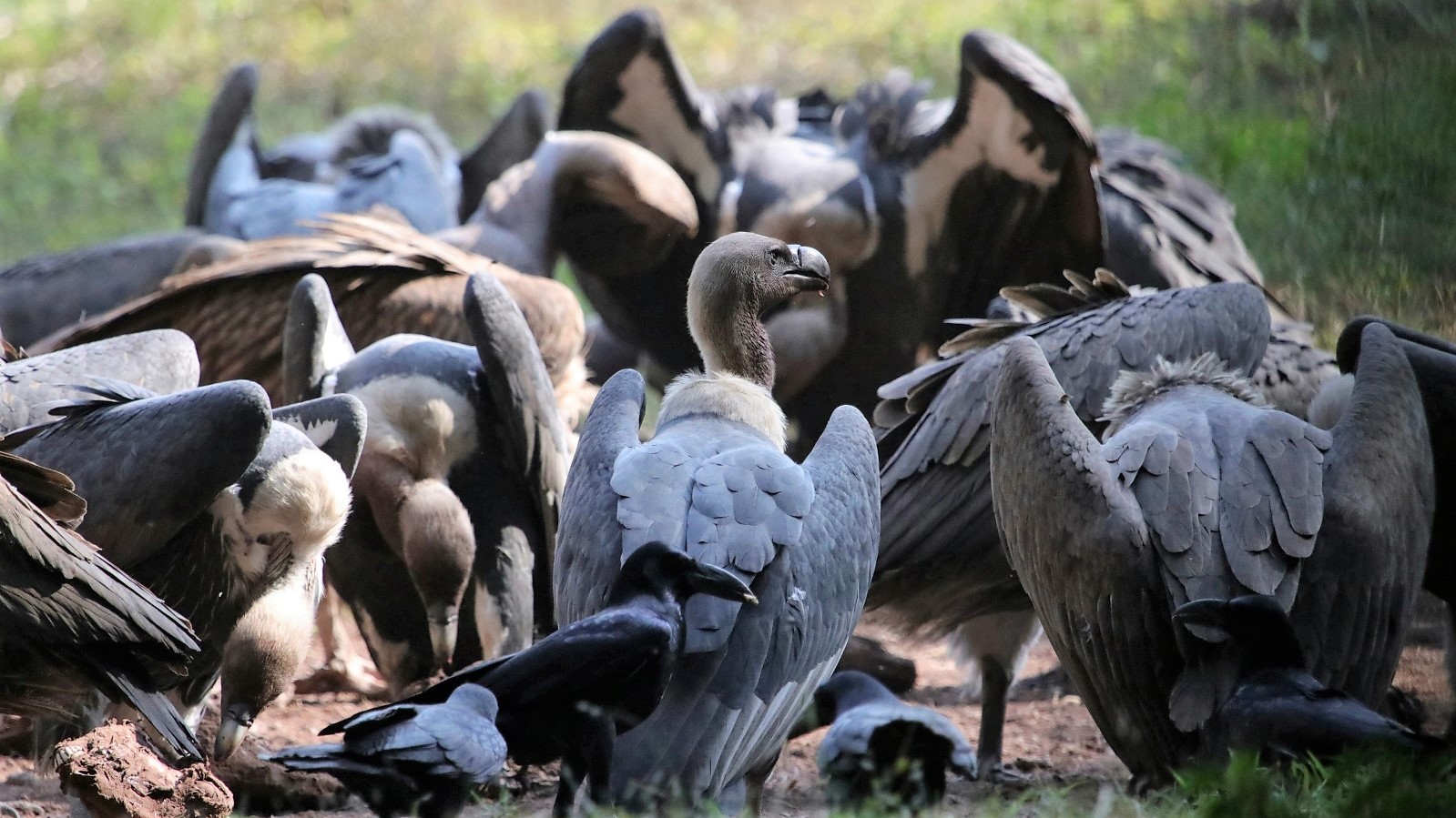 Migratory Raptors nicola crockford on Twitter:
