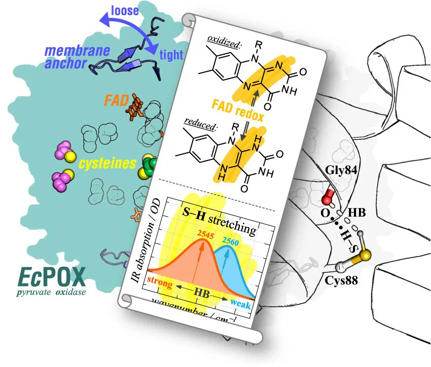 FEBSJournal's tweet photo. 🎆 The cysteine S–H stretching mode reports on long-range conformational changes in pyruvate oxidase from #EColi
✍️ By Georg Wille & team from @goetheuni
➡️ Read the #openaccess article at https://t.co/xwWitaTL6A
#proteinfolding #allostery #cysteines #flavoproteins #redox https://t.co/EGIeZELc0a