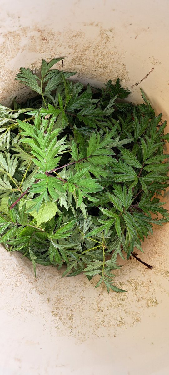 PGrasspriet's tweet photo. Braambladthee, als je het verse blad nu plukt, droogt en snijd... dan heb je het hele jaar een krachtig medicijn in huis! #GoNature https://t.co/xF27RkmIE2