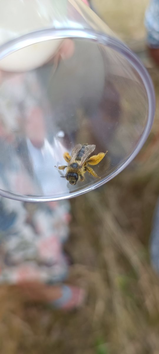 Alexandra Mir Davood Bernal (@alexandramirdv) on Twitter photo Some cool insects from the <a href="/BioDivUniBremen/">Campus Goes Biodiverse - Universität Bremen</a> 's areas around <a href="/UniBremen/">Universität Bremen</a>
#biodiversity #insects Some cool insects from the <a href="/BioDivUniBremen/">Campus Goes Biodiverse - Universität Bremen</a> 's areas around <a href="/UniBremen/">Universität Bremen</a>
#biodiversity #insects