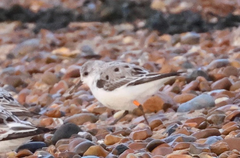 Can anyone tell me to which scheme this colour-ringed #sanderling belongs? It's not registered with <a href="/WaderStudy/">Wader Study</a> and not on cr-birding.org either. 

Two orange rings left, one tall orange ring right tibia.

Photo: Rob Speirs, 14 April 2023, Landguard Point, Suffolk, UK.