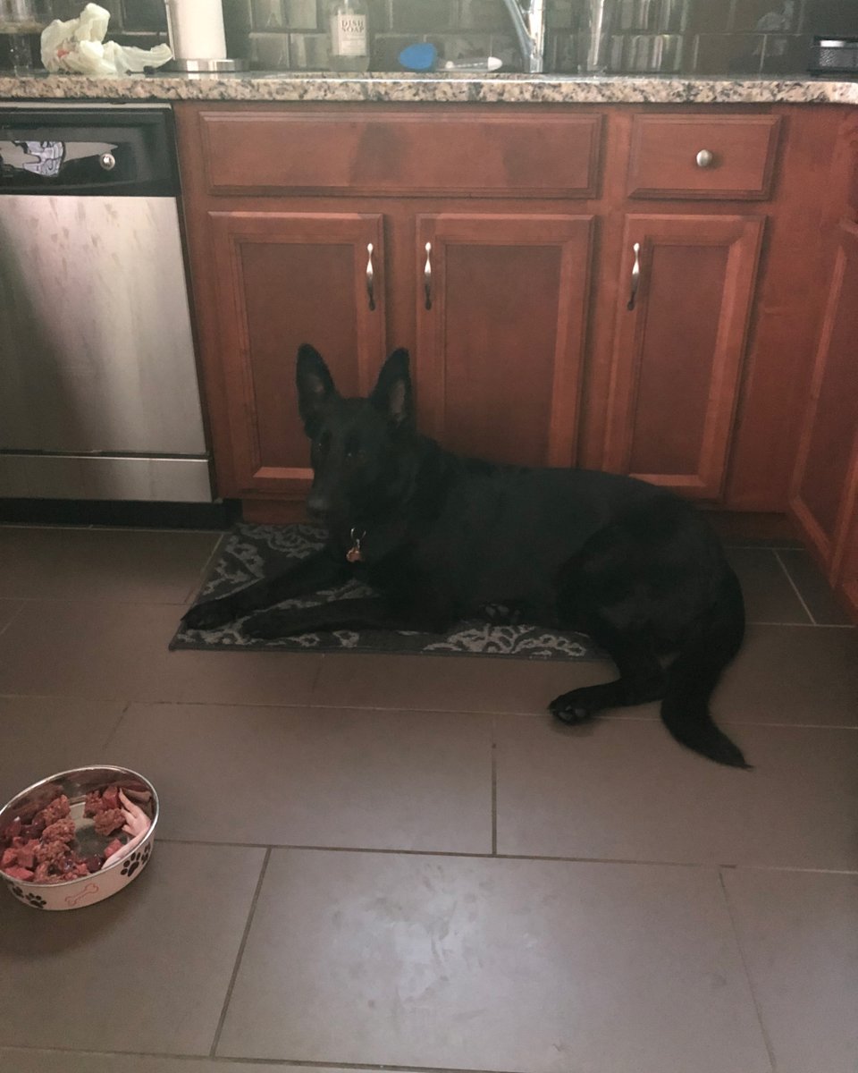 🙀😽 “Just waiting to see which cat is brave enough to stick their head in my Raw Bowl! Then I’ll handle things accordingly.” 🐾 #Raven likes to tease the cats with her raw meal. 🥩🍍#RawFeeding #GermanShepherd #StraightBacked #DogLife