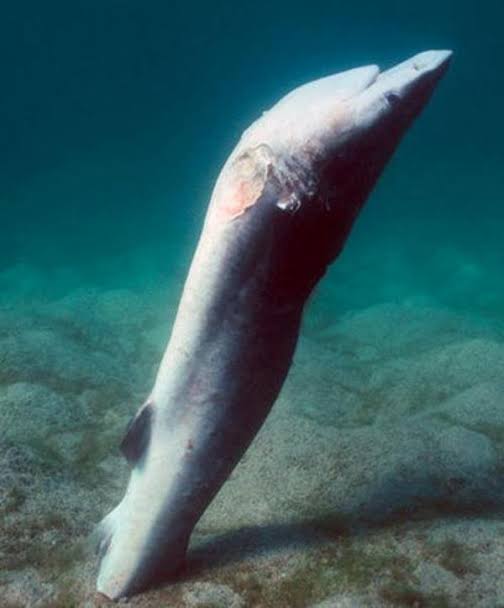 サメ大好きとしては、今外邦で流行ってるサメ愛護感情に日本は耐性持ってないし無知なのが今マズい
先進国で鮫料理提供、鮫食材の流通、鮫漁に禁止などの法整備してないの日本しかないもん
 #sharkfinning のセンシティブさはそりゃSNSで流行るわ