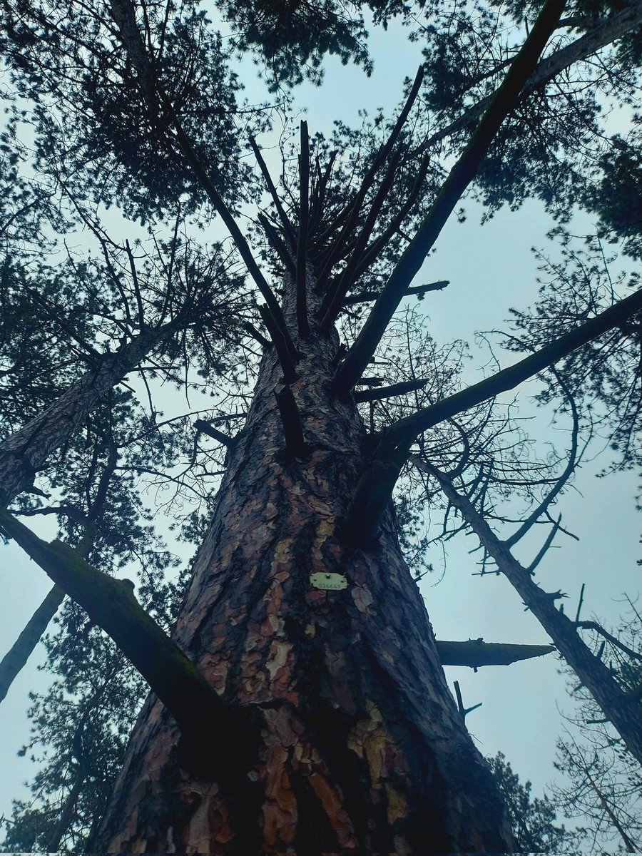 Vladix_Official's tweet photo. Lost in the forest🌲 #art #artwork #artgallery #forest #tree #trees #photography #photo #photooftheday #phographer #motivation #GoodVibesOnly #Germany #Magdeburg #MYWORLD #myartwork #lifeisart https://t.co/UeXV7CEu4L