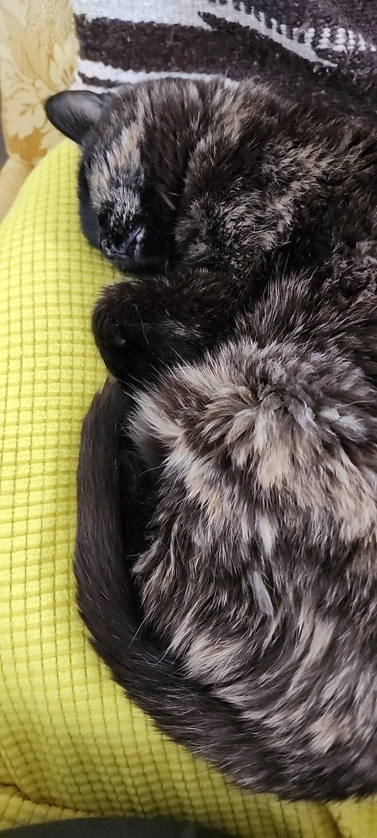 gleejb's tweet photo. @DottySeaCat Just loaffin 'round https://t.co/Xgdx4EHAXJ