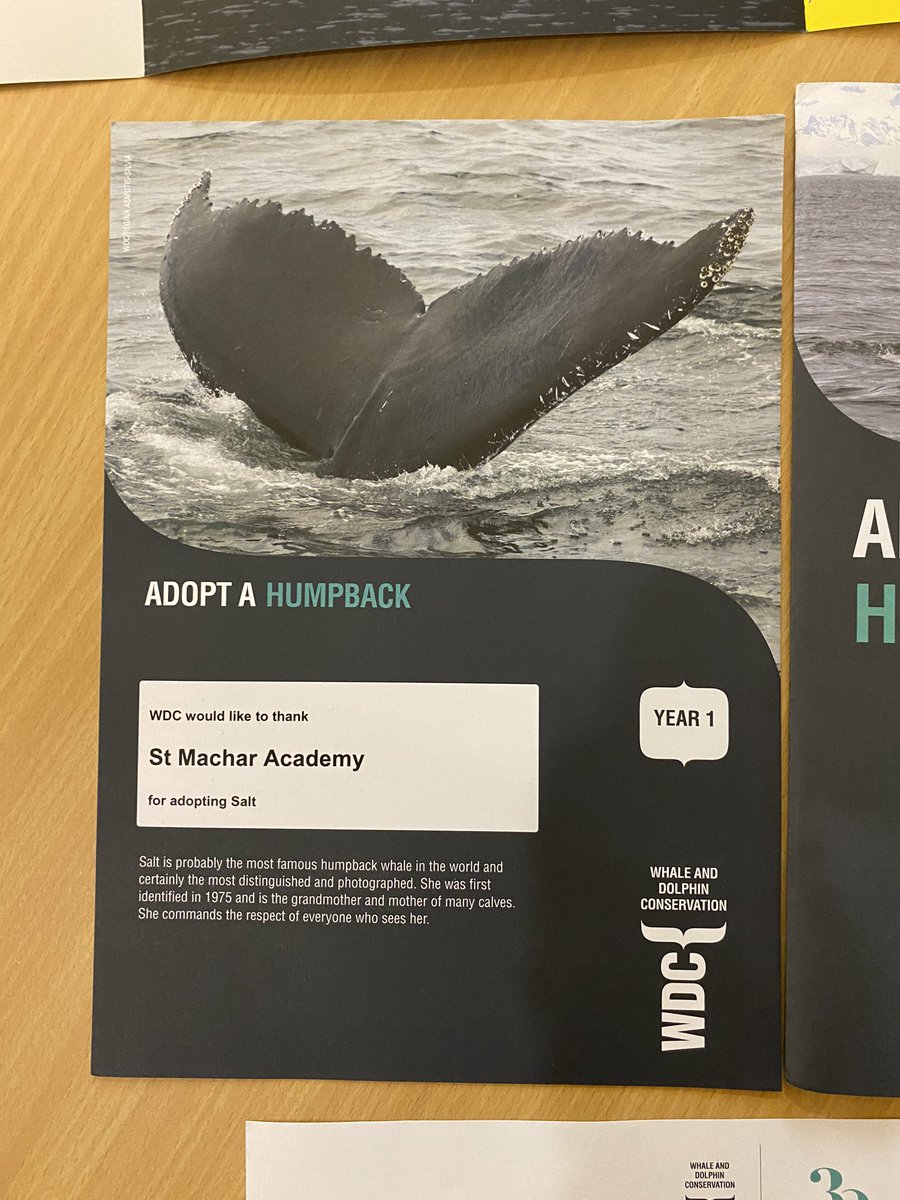 StMWellbeingHub's tweet photo. Hope the Whale made a stop off at St Machar today on its way to the Scottish Dolphin Centre. https://t.co/7NLpAqGPgf