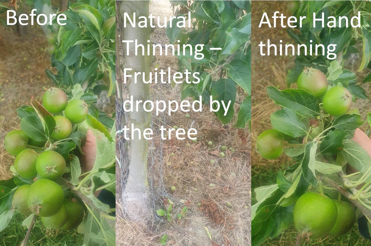 £5 off when you spend £40. Learn about fruit thinning.