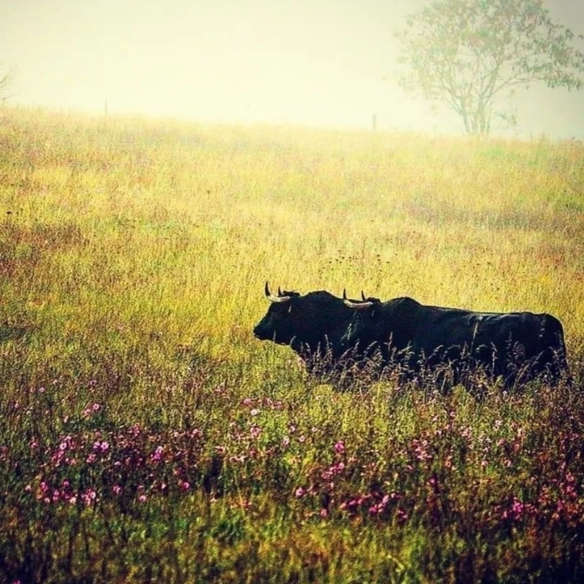 ⬛🟫🟥 Buenos dias....

#CampoBravo #CaparicaMJR #Mexico #BienestarAnimal #ElLegadoContinua #Naturaleza #Biodiversidad #animalista #Animales #Belleza #torosbravos <a href="/rovimi/">@rovimi</a>
📷 Rodrigo Ortiz