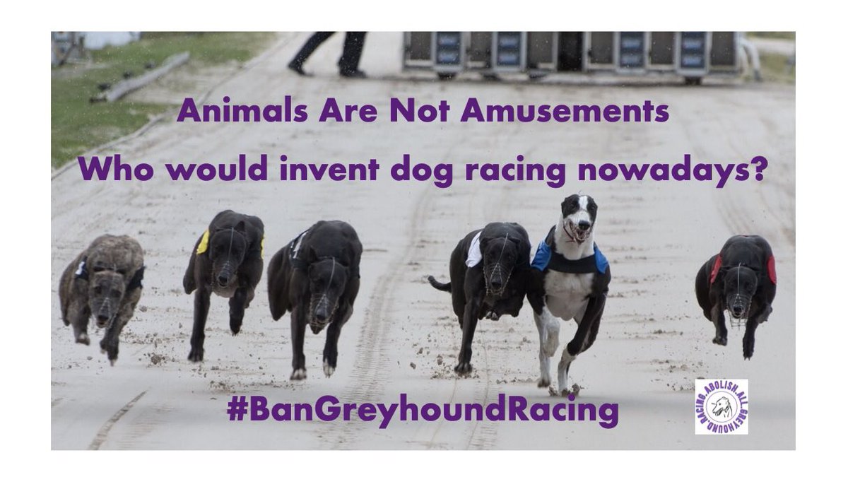 @Battersea_ We are thinking of the 3,818 racing #Greyhound deaths in @GreyhoundBoard stats 2017-2022. All companion #Dogs & sentient beings who died for entertainment. @Battersea_ we implore you to align with #CutTheChase. You could mark Pet Remembrance Day with a change in your policy.