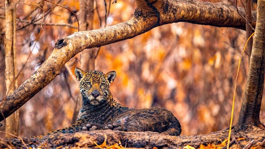 IMAGEM DA SEMANA! Nesta segunda-feira, trazemos uma foto impressionante capturada por Ernane Junior, um talentoso fotógrafo morador de Várzea Grande (MT).