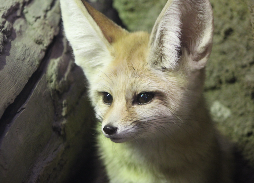 The pair came to the Aquarium from the Cincinnati Zoo. They can be found on the second flo... bit.ly/3CZCnQY