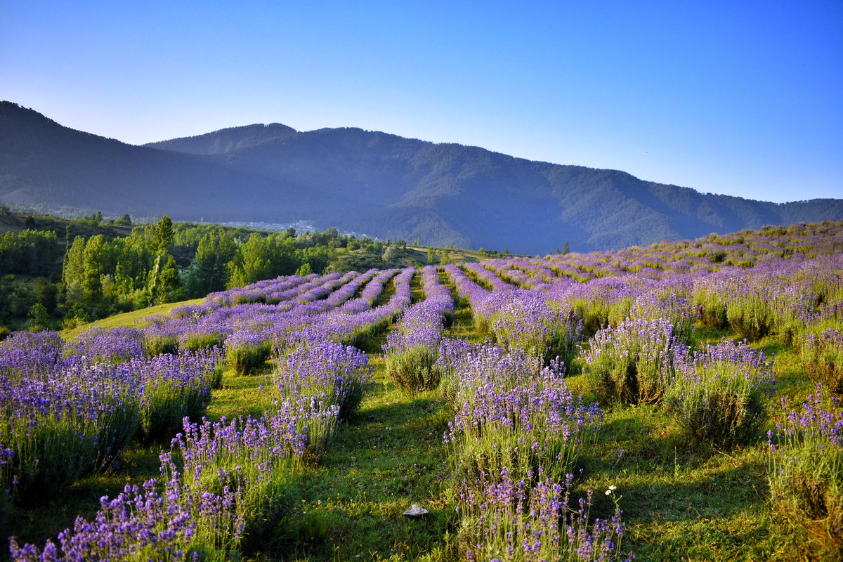 KPC_kupwara's tweet photo. Beautiful Lavender Field at Natnussa Kupwara.

@SudanAyushi @OfficeOfLGJandK @shahfaesal @SyedAbidShah @JandKTourism @sajadlone @LoneNasir_ @TahirsyeedK @dckupwara @rtimuzaffar @rjnasirkashmir @nabibhat1978 @incredibleindia @NatGeo https://t.co/cdXTPEQeXw