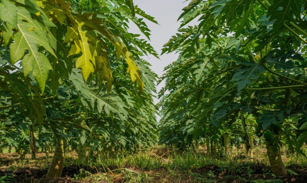 benjimk's tweet photo. Ici le premier Ministre Éthiopien 🇪🇹 @AbiyAhmedAli dans une ferme des fruit a tenu un séminaire avec comme thème “Plantons notre avenir aujourd'hui...” À la suite d'une première phase réussie au cours de laquelle ils ont planté 25 milliards de semis 🌱 (arbres fruitier), avec comme objectif de faire de l’Ethiopie un grand exportateur des fruits 🍉 🍎 très bientôt