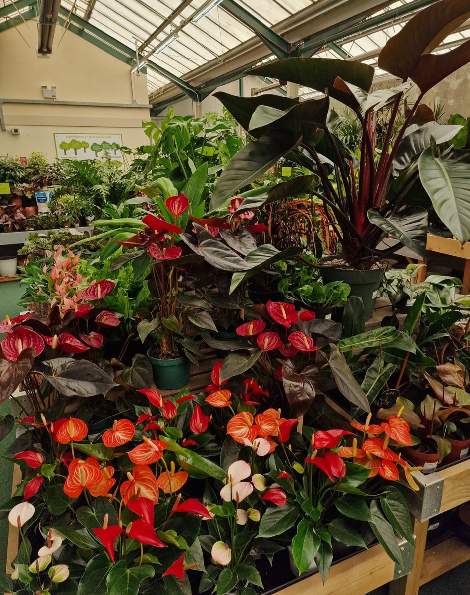 We are super excited to have a one-off delivery of new and unusual varieties of #houseplants. Many of these plants are limited availability, so once they’re gone, they’re gone!

Visit us this week to find your perfect plant and create a unique talking point.