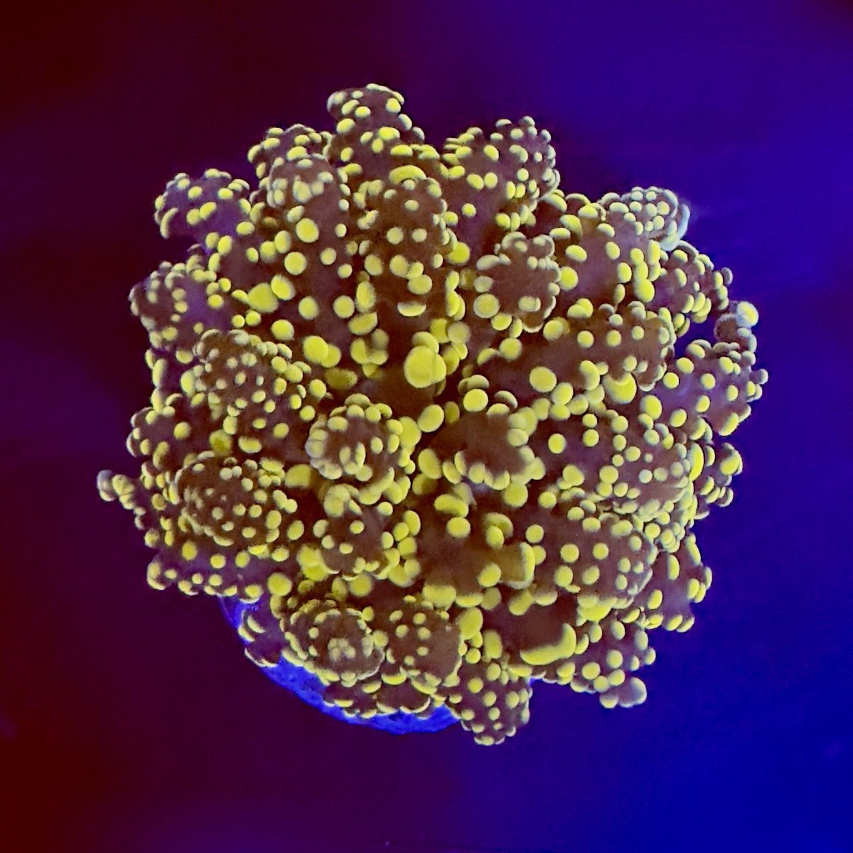 Gorgeous Honey Frogspawn Frags #35 now back in stock online and in store 🪸🐠🪸

#lpscoral #euphyllia #lps #frogspawncoral #tropicalmarinecentre 
#allmymoneygoestofish #aquariumsofinstagram #reefaddict #aquariumhobby #reeftanksofinstagram #aquarium #instareef #reeftanks