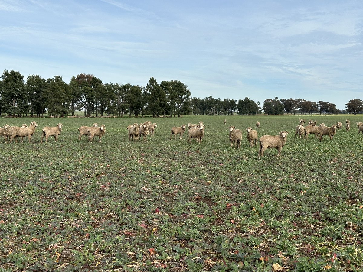 Lock up time after 7 weeks grazing (1000 wethers on 36ha). Lick feeders + barley in the last 4 weeks. Very wet underfoot as sheep are moved on & canola is locked up for grain. Minimal wastage for a bulky crop. @Agrista_au