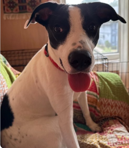 TikiTiQue's tweet photo. ❤️Please consider adopting or fostering precious Pippa ❤️ RT/Share please...... https://t.co/u9BJfeRwuo