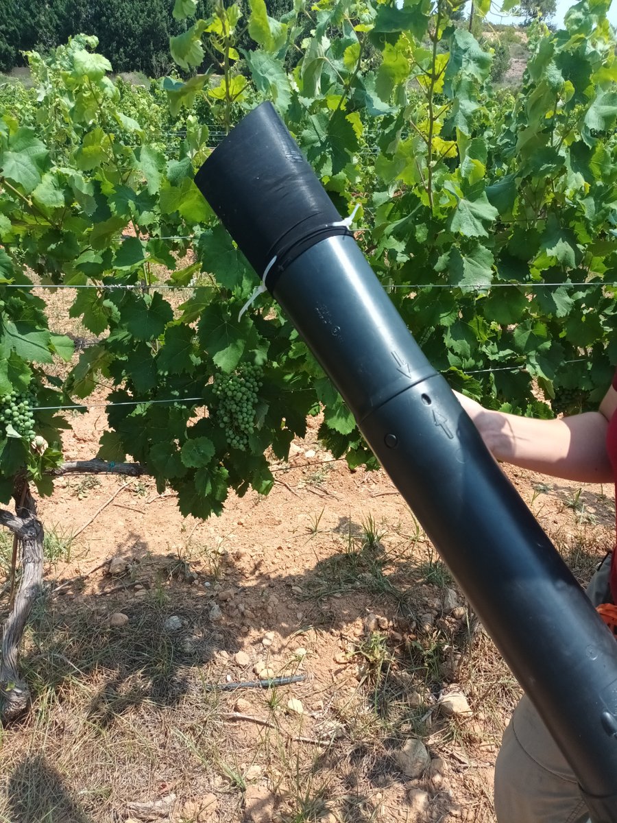 En Baronía de Turís trabajos para mejorar las plagas que afectas a nuestros viñedos:
Proyecto de cooperación “BASES PARA LA GESTIÓN DEL MOSQUITO VERDE DE LA VID. AGCOOP_A/2022/023”.

Más información:  baroniadeturis.es/subvenciones/p…

#mosquitoverde #baroniadeturis