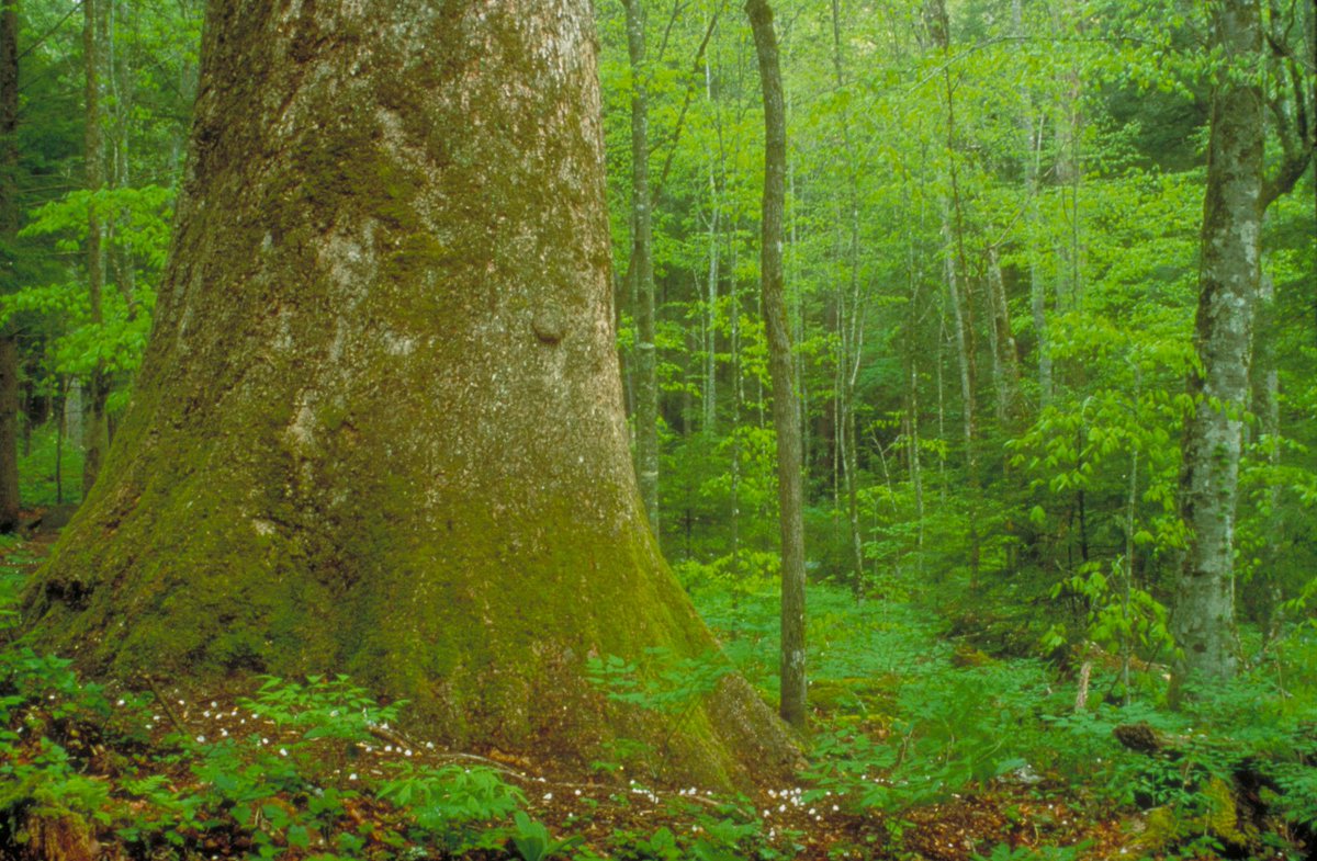 selc_org's tweet photo. There are only a few more days to tell the Biden administration to protect old growth and mature public forests.

Not interested in writing a letter? Have your comments submitted through a NGO-led public hearing by registering here: https://t.co/WienV4Xpqu https://t.co/9vrk49zbKk