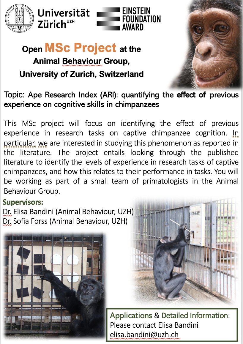 Elisa Bandini (@elisa_bandini) on Twitter photo 🚨 Master's Thesis (remote applicants welcome too!) opportunity at <a href="/UZH_en/">University of Zurich</a> 🚨
Join us (with <a href="/ForssSofia/">sofia forss</a>) and contribute to an exciting new project looking at the effect of research on #chimpanzee cognition 🐵
We look forwards to hearing from you! Questions very welcome! 🚨 Master's Thesis (remote applicants welcome too!) opportunity at <a href="/UZH_en/">University of Zurich</a> 🚨
Join us (with <a href="/ForssSofia/">sofia forss</a>) and contribute to an exciting new project looking at the effect of research on #chimpanzee cognition 🐵
We look forwards to hearing from you! Questions very welcome!