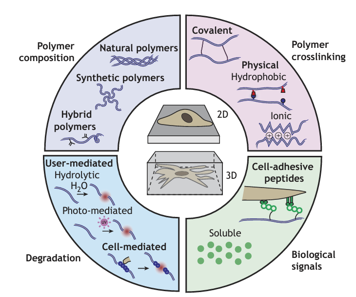 Fig.1. Engineering hydrogels to present extracellular signals to cells. Hydrogels consist of polymer networks in which polymer composition (natural, synthetic or hybrid polymers), polymer crosslinking (covalent or physical) and network degradation (user-mediated and cell-mediated) can be tuned. In addition, biological signals may be introduced as ligands to promote cell adhesion or as soluble factors. Cells interface with hydrogels either through seeding atop (2D) or being encapsulated within (3D).