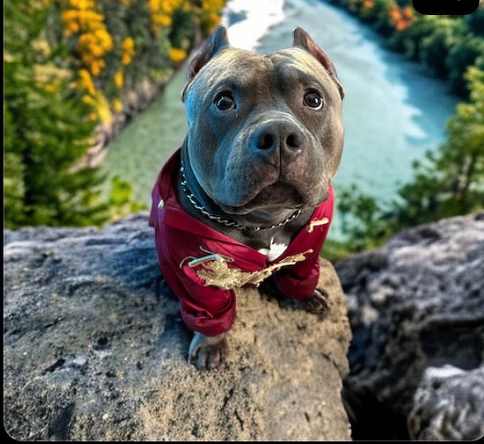 KingdomKome's tweet image. ☥ 𓂀💀 @anubisbully 💀𓂀 ☥
.
.
. 
#anubisbully #anubis #bullybreed #abkcbully #bullybreeds #bullylife #bullies #webebullies #pocketbully #kingdomkome #americanbully #americanbullies #bullylove #bullyinstagram