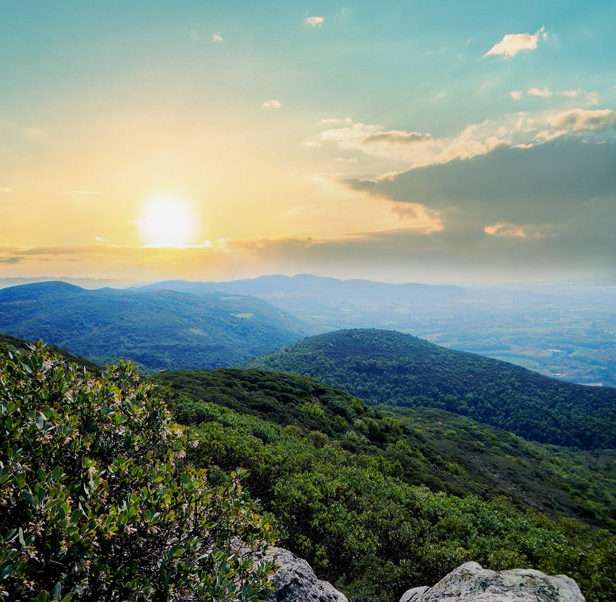 Happy Birthday America!  We celebrate 4th of July with nature’s beauty. She really does have the best fireworks — through sun, stars and flora! . . . #landtrustnapacounty #landprotection #landconservation #landrestoration #napacounty #landstewardship #Independenceday #july4