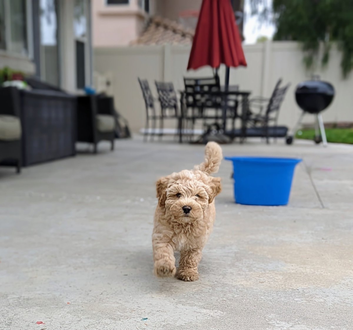 GregglesTV's tweet photo. Google Pixel Fold Camera action photo.
My dog Yoongi was running full speed to me. The Pixel Fold captured him beautifully!
#labradoodle #minilabradoodle #pixelfold #googlepixelfold @GooglePixel_US #yoongi https://t.co/mT06qDnEJ3