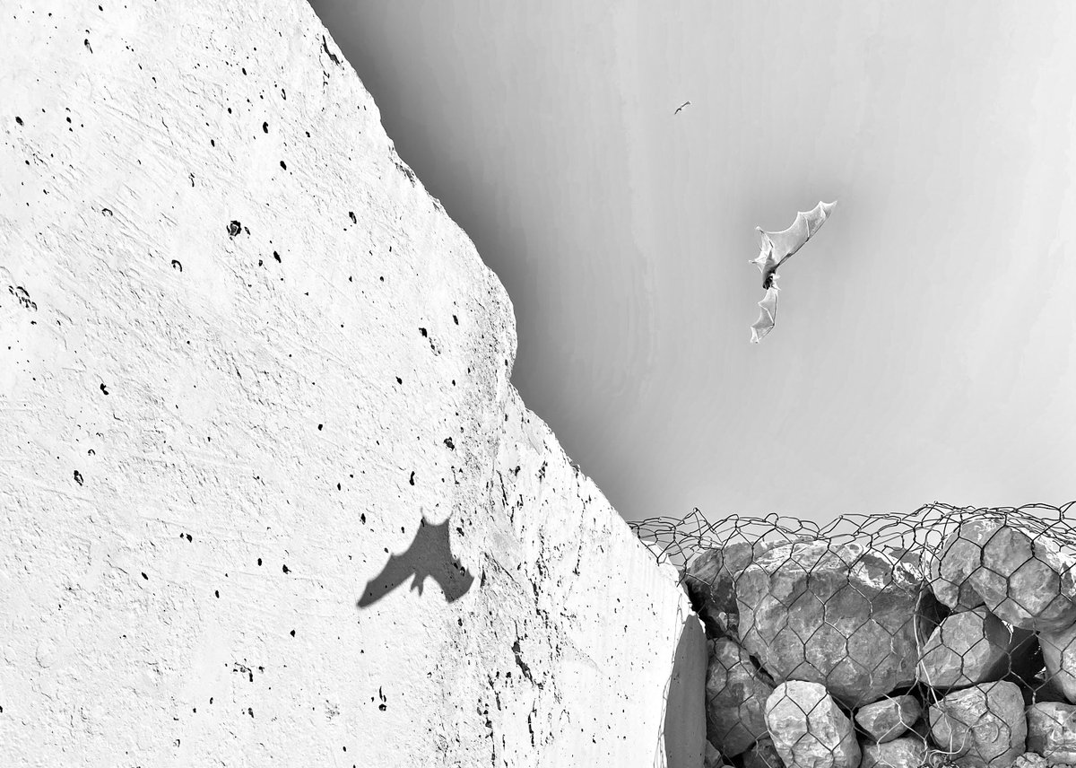 NutritionEcoLab's tweet photo. Bats in the bunkers. #bats #bathouses https://t.co/REsyNLvbmn