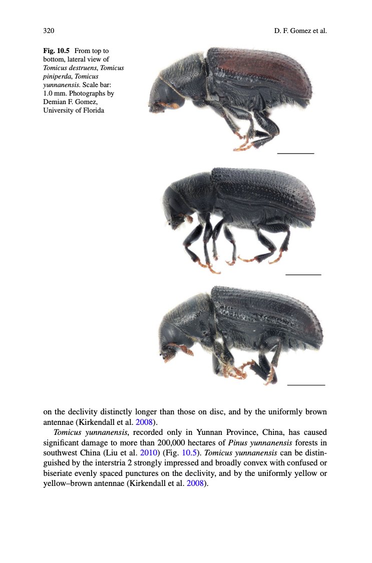 Our book chapter on #BarkBeetles is out as part of the new book Forest Entomology and Pathology Volume 1. Download it here: link.springer.com/book/10.1007/9… #ForestHealth #Entomology 🔥🌲👌🏼