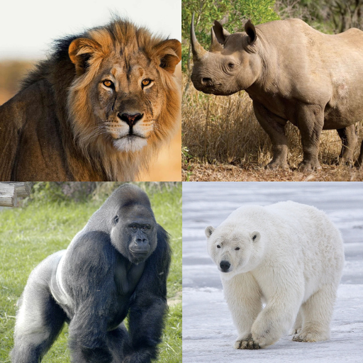 shahh's tweet photo. These 4 animals in a cage, who’s coming out alive?

Let's see who's smart https://t.co/Aw9iqWeT2f