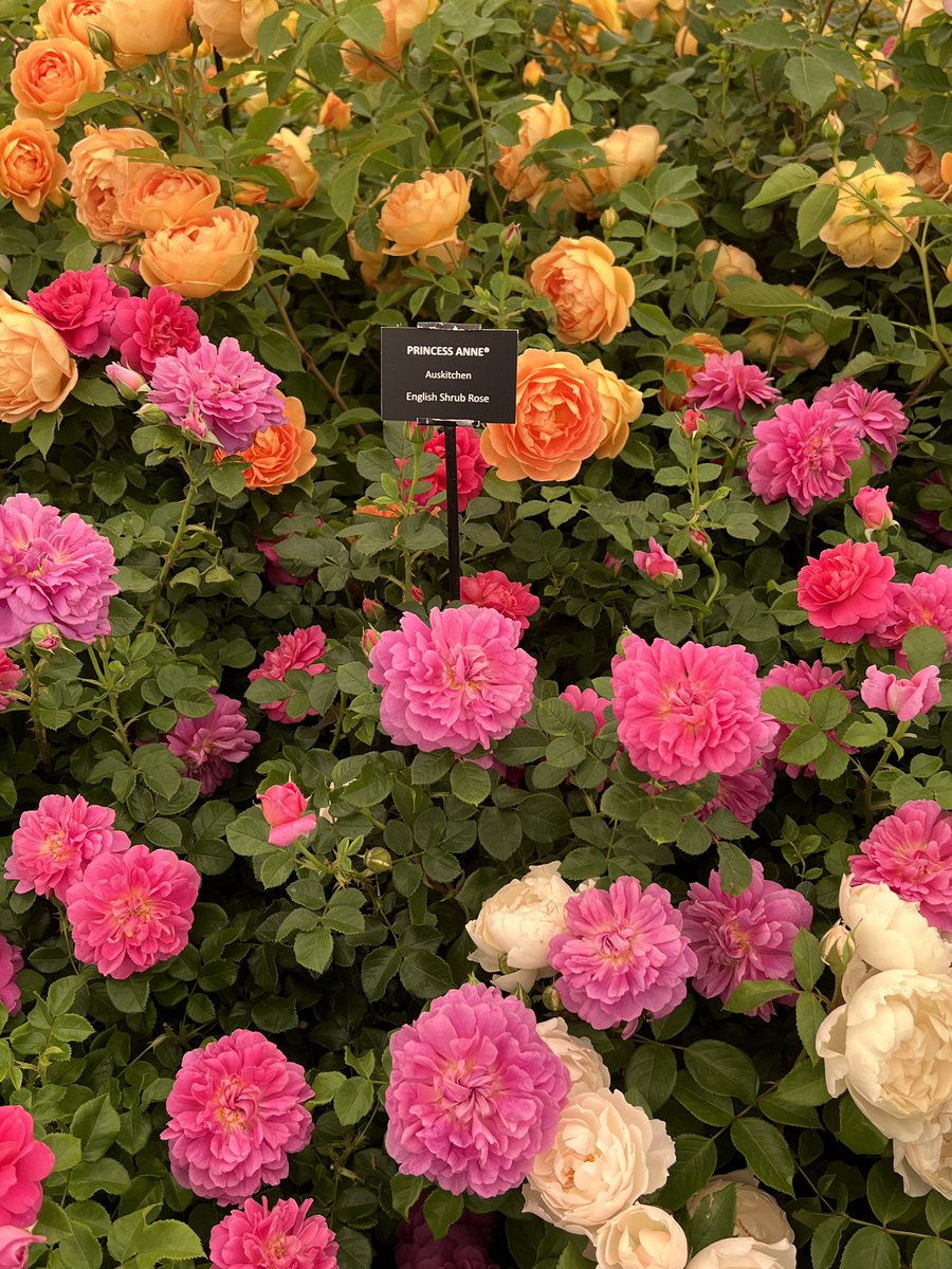 MajestyMagazine's tweet image. Passing through the privy garden at #HamptonCourtPalace earlier en route to #RHSHamptonCourt. Spectacular royal roses from DavidAustin and a riot of colour elsewhere.