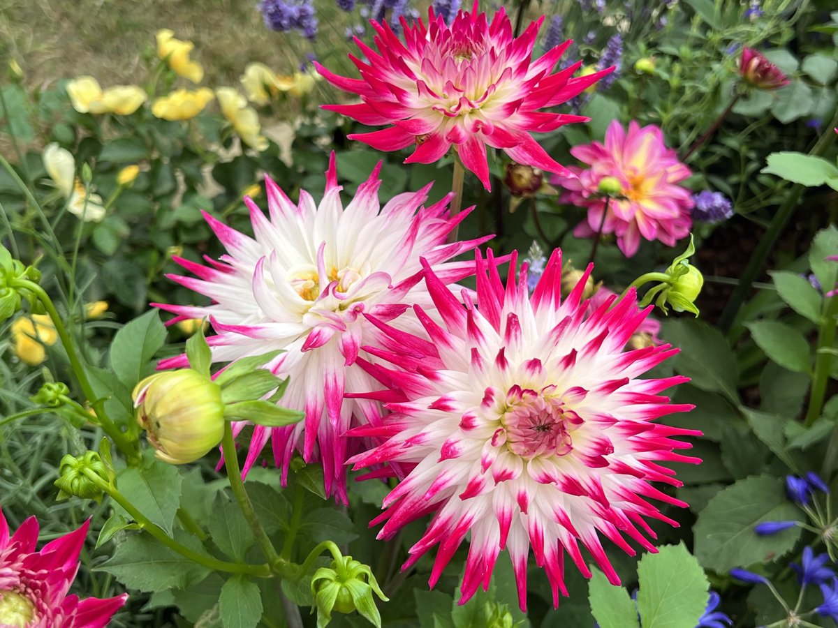 MajestyMagazine's tweet image. Passing through the privy garden at #HamptonCourtPalace earlier en route to #RHSHamptonCourt. Spectacular royal roses from DavidAustin and a riot of colour elsewhere.