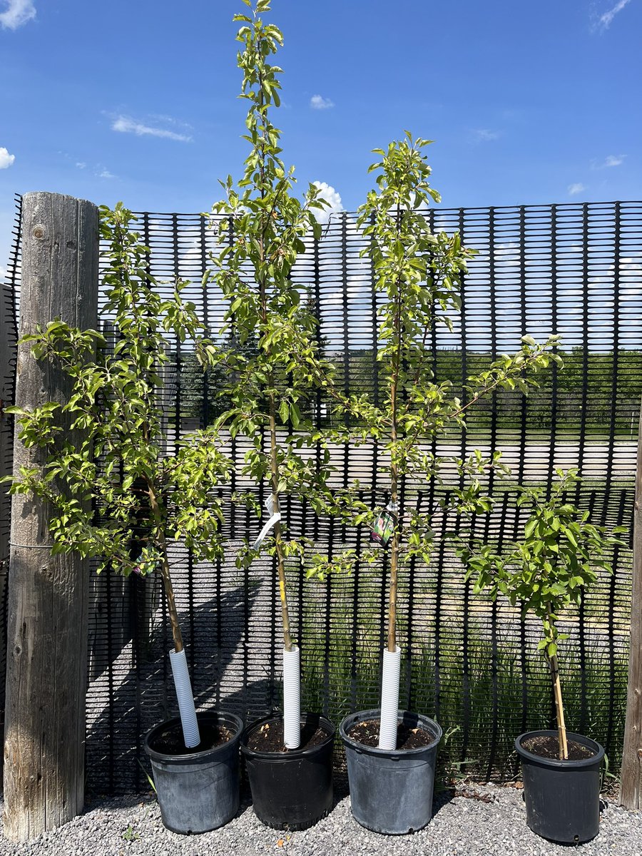 I have a few fruit trees left to sell; they are $80 each. Odyssey apple (will grow to 18’) Goodland dwarf apple (will to grow 8’) 2 Casino apricots (you will need a 2nd and different apricot to pollinate; can buy one from me next year) Call or text Dean 305-530-9133