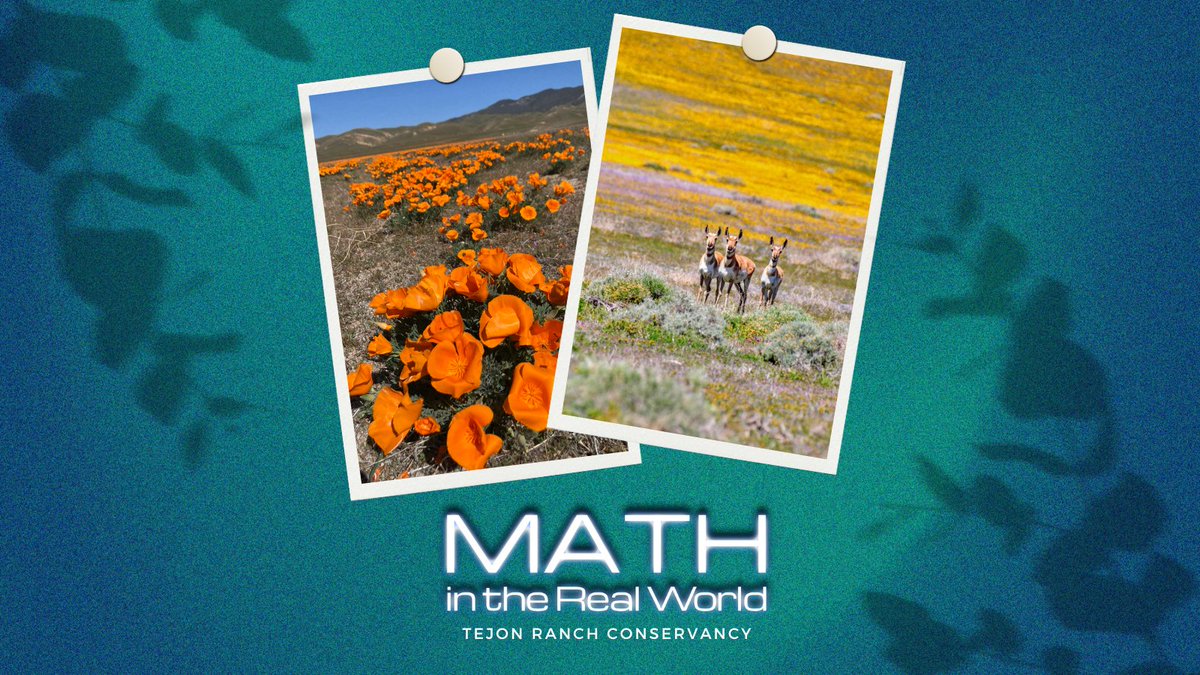 dothemathbako's tweet photo. Check out another episode of our #MathintheRealWorld, thanks to @tejonranch and the #tejonranchconservancy. We had a great time learning about the #math found in #nature.
#LinkInBio ✨ https://t.co/ndqGChGTFI