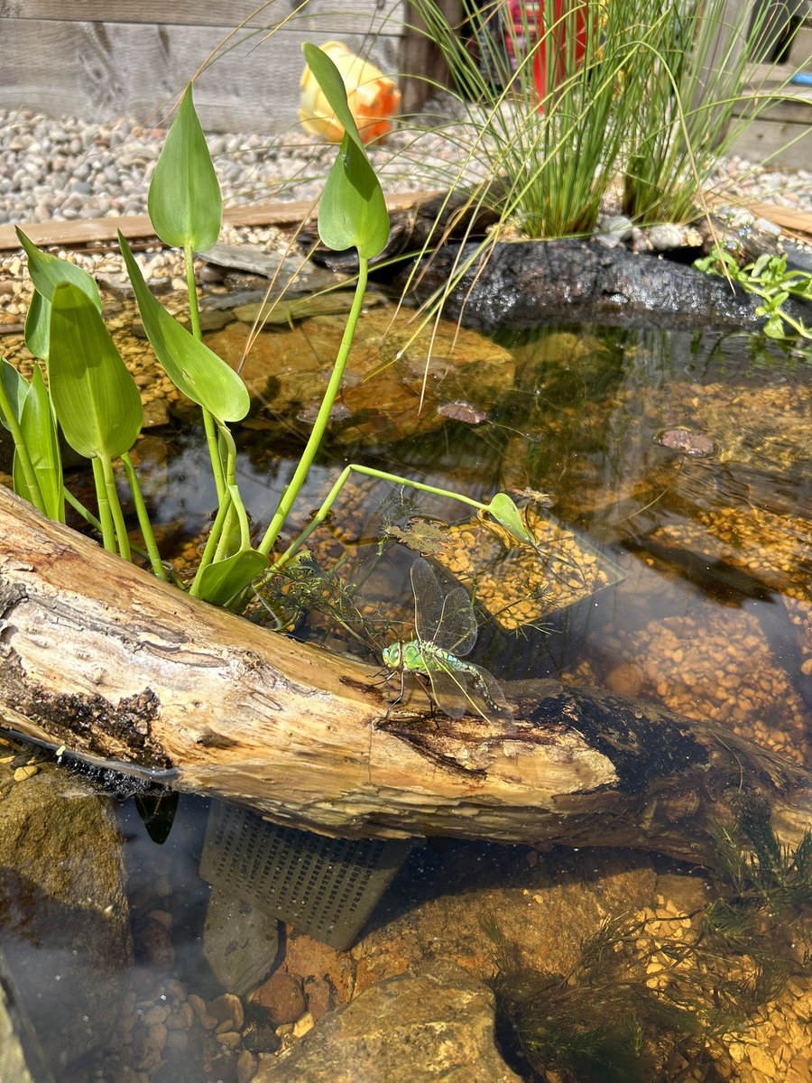 MAVSTweets's tweet photo. After 2 weeks out pond has had its first visitor!! A Southern Hawker laying eggs in the wood. 
The pond has been transformed from my daughters sandpit into a mini wildlife haven!…. It appears to be working 😊
Check out the pictures #wildlife #pond #dragonflies 

@BDSdragonflies https://t.co/PydwDcMBxT