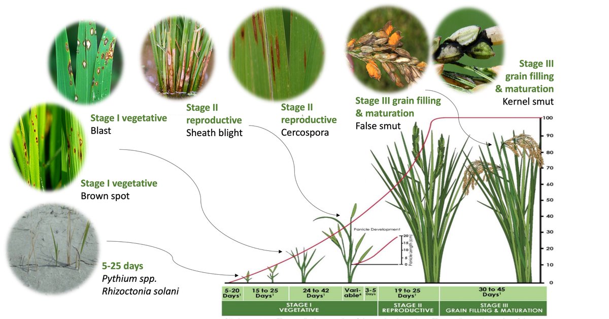 Camila Nicolli (@ricecropcare) on Twitter photo Check out the last rice updates by <a href="/JHardke/">Jarrod Hardke</a> : arkansascrops.uada.edu/posts/crops/ri…
Rice growth stages and diseases! Check out the last rice updates by <a href="/JHardke/">Jarrod Hardke</a> : arkansascrops.uada.edu/posts/crops/ri…
Rice growth stages and diseases!