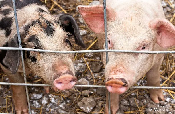 Study maps what could happen if the highly contagious #AfricanSwineFever swept across the US. Quick action could prevent up to 79% of virus spread  | Preventive Veterinary Medicine buff.ly/3rfqPqj #MammalMonday  #pigs