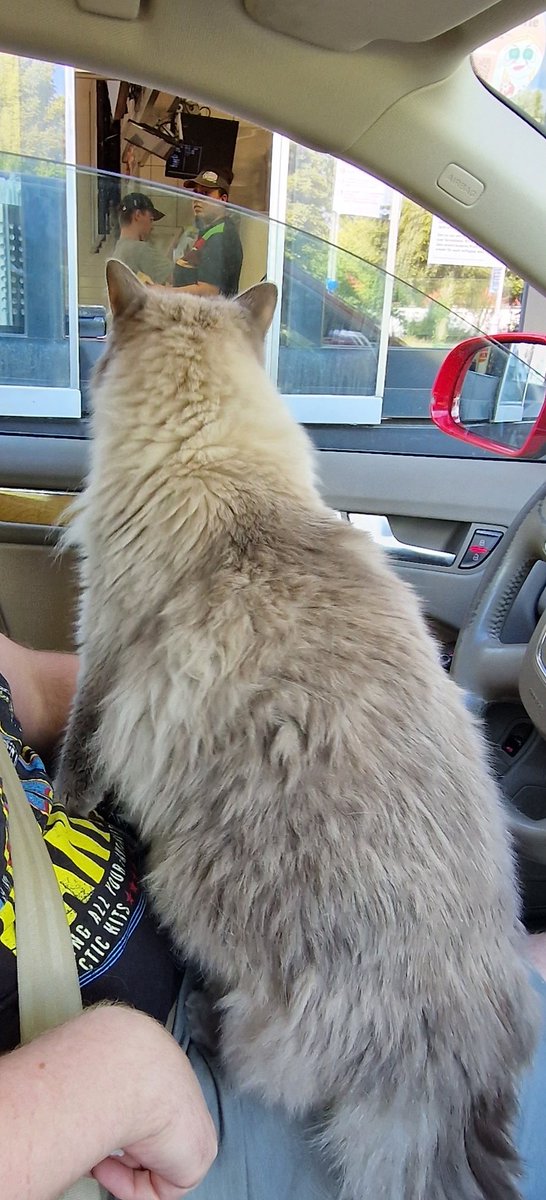 Ozeanchen's tweet photo. Hi ich würde gerne einen Meowburger bestellen. https://t.co/iFcTwc5Q2c