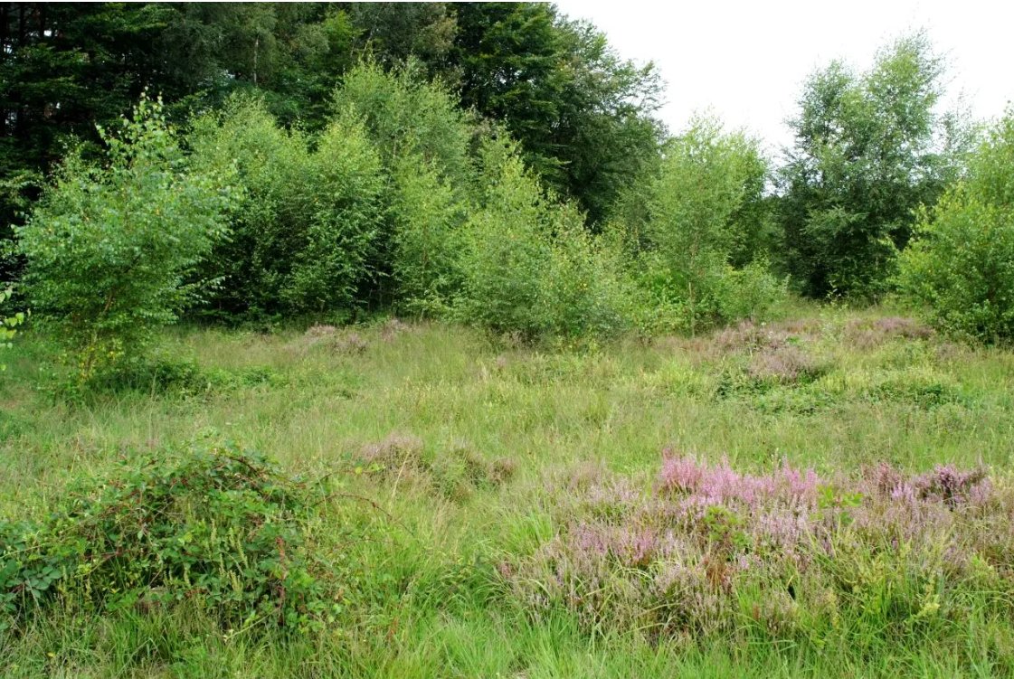 Community ecology of carabid beetles tweet media