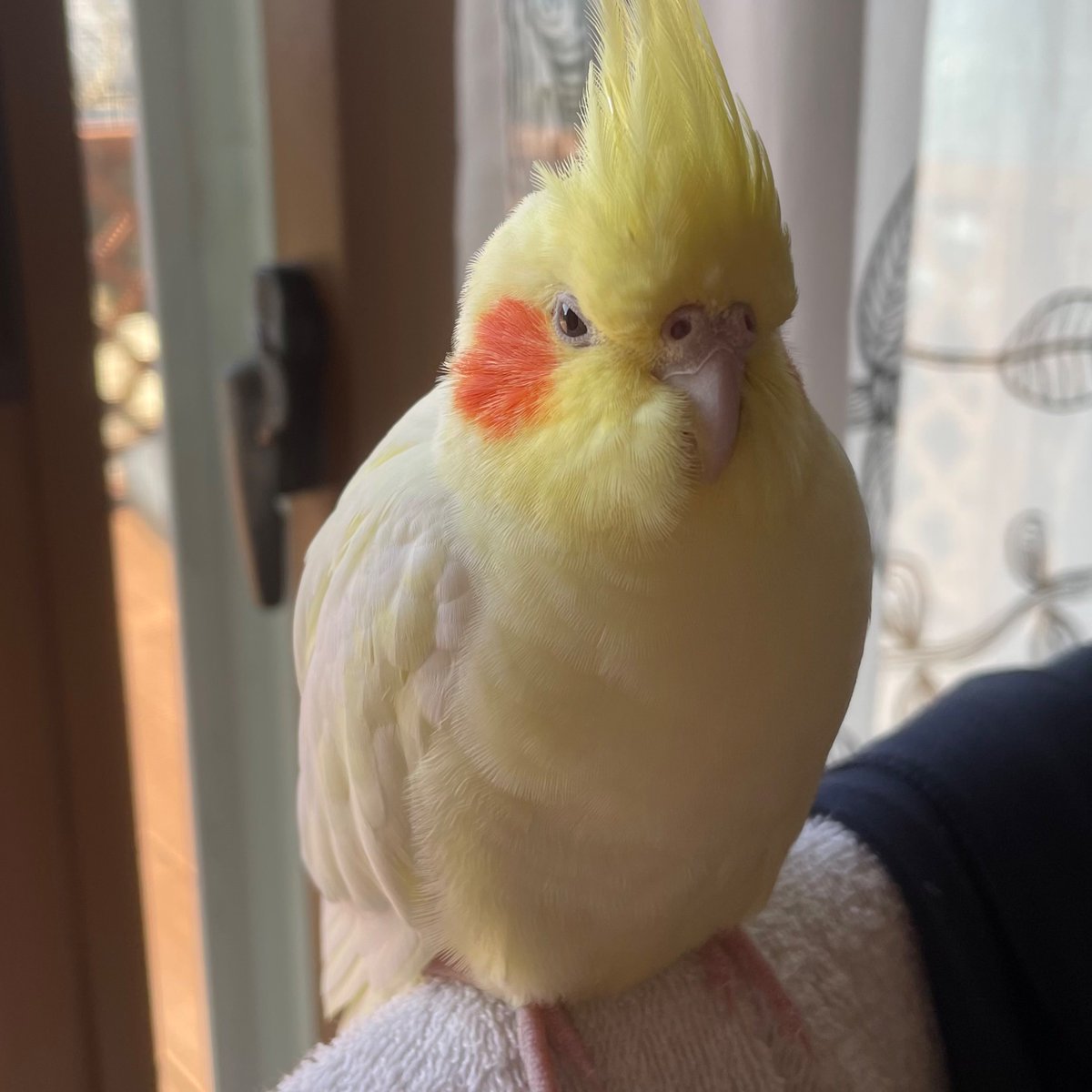 SRwzRDtn8ATJNRl's tweet photo. オカメインコを探しています。高知県高知市で飼い主の不注意で逃げてしまいました。
名前:ほっぺちゃん
性別:女の子　
特徴:毛並みが綺麗です。
　　 歌を歌いません。
　　 体重は85〜90gほど。 https://t.co/lhumIxP3bb