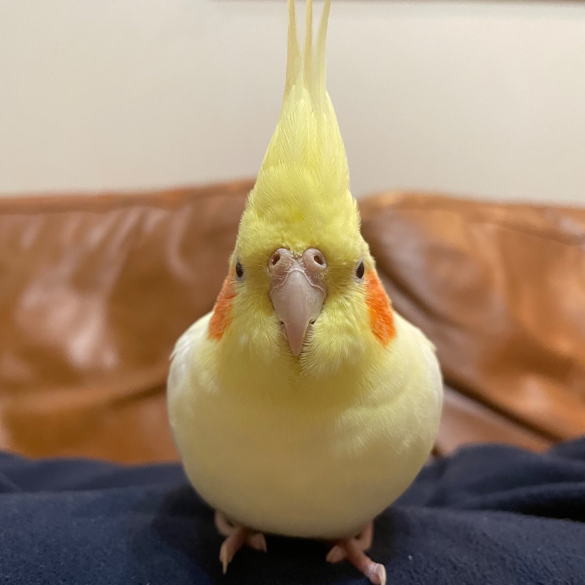 SRwzRDtn8ATJNRl's tweet photo. オカメインコを探しています。高知県高知市で飼い主の不注意で逃げてしまいました。
名前:ほっぺちゃん
性別:女の子　
特徴:毛並みが綺麗です。
　　 歌を歌いません。
　　 体重は85〜90gほど。 https://t.co/lhumIxP3bb