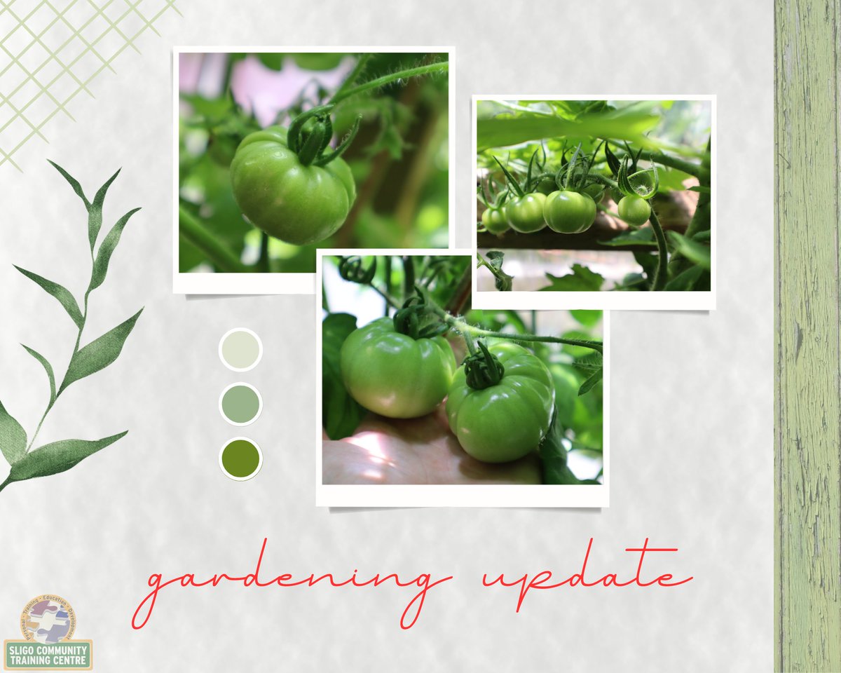 We planted tomato seeds back in March, look at them today🍅

#sligoctc #garden #growyourown #tomatoes