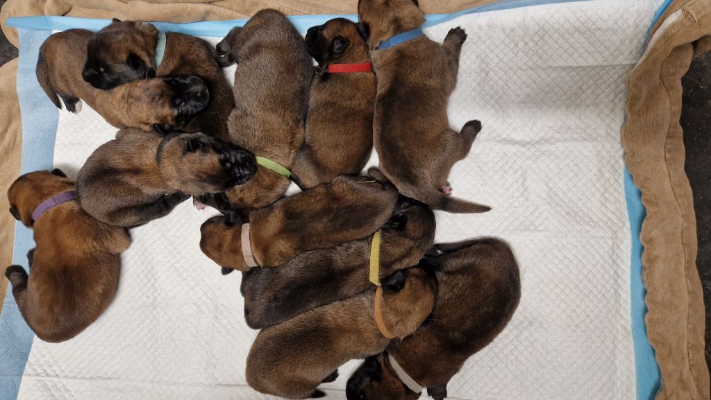 policija_si's tweet photo. V Oddelku za šolanje službenih psov na Gmajnicah v Ljubljani smo nedavno, sredi junija, kar na hitro, tj. brez razpisa in "preko vrste", zaposlili pet novih "policistov" in šest "policistk"!

https://t.co/yog9ucs6rW https://t.co/SaKwYEz5uZ