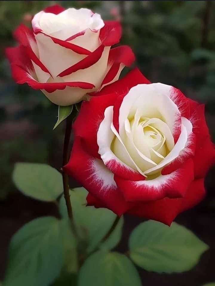 NATURALEZAV3's tweet photo. Hermosas https://t.co/gmBGu2pyl3