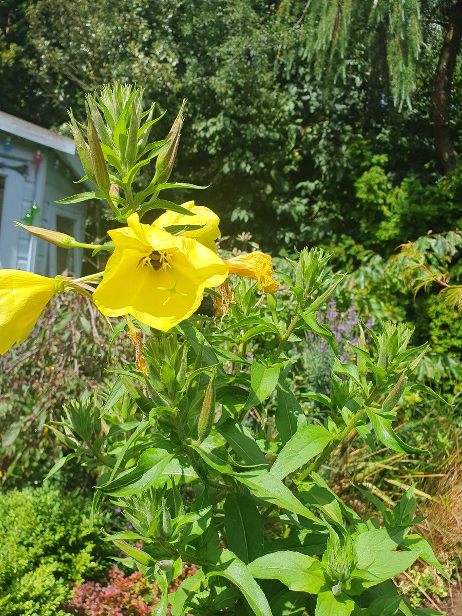 Spent a fantastic couple of hours this afternoon with residents. A pleasure to be asked to be one of the judges for the annual garden competition orgainsed by the Victoria Geldof Communtiy Group in York. The standard was so high. <a href="/theJRHT/">JRHT</a>