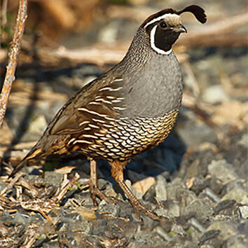 kdavidsmith43's tweet photo. @sportsiren Looks like a Gambels quail or Quail of Arizona. https://t.co/YVNb5mmcYu