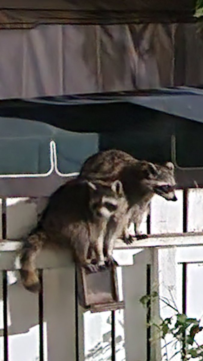 sk_lj's tweet photo. Bandits in my yard https://t.co/okZgTwXwpJ