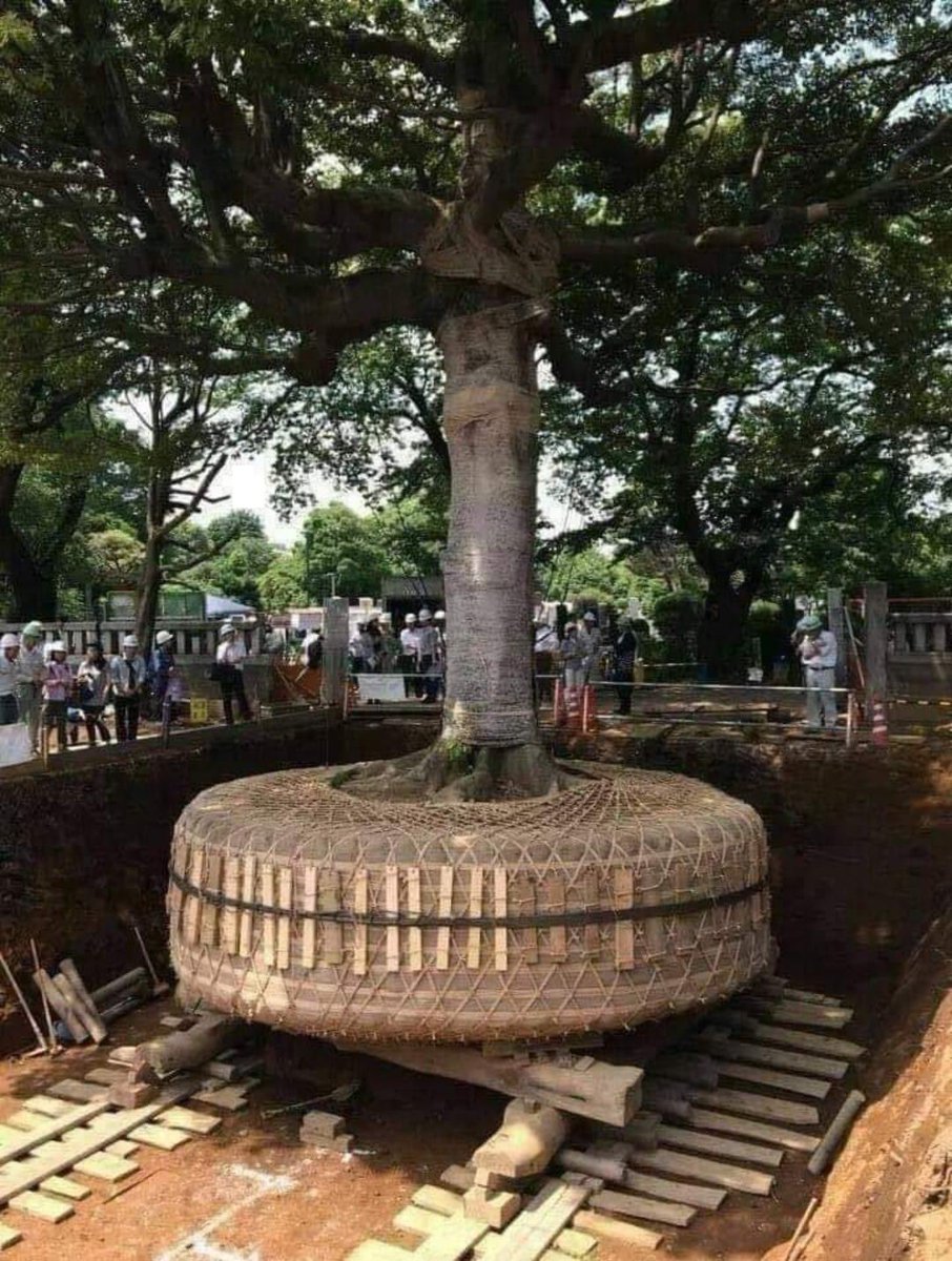 NATURALEZAV3's tweet image. Árbol de 165 años de edad, listo para ser trasplantado en Japón. 🇯🇵